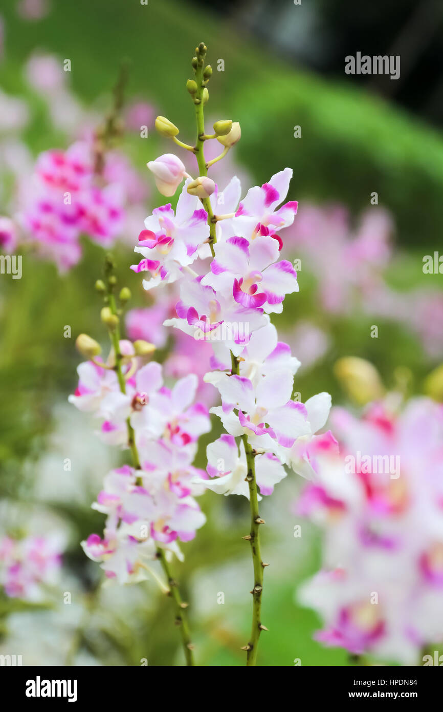 Geschlossen bis schön rosa und weißen Orchideen im Garten Stockfoto