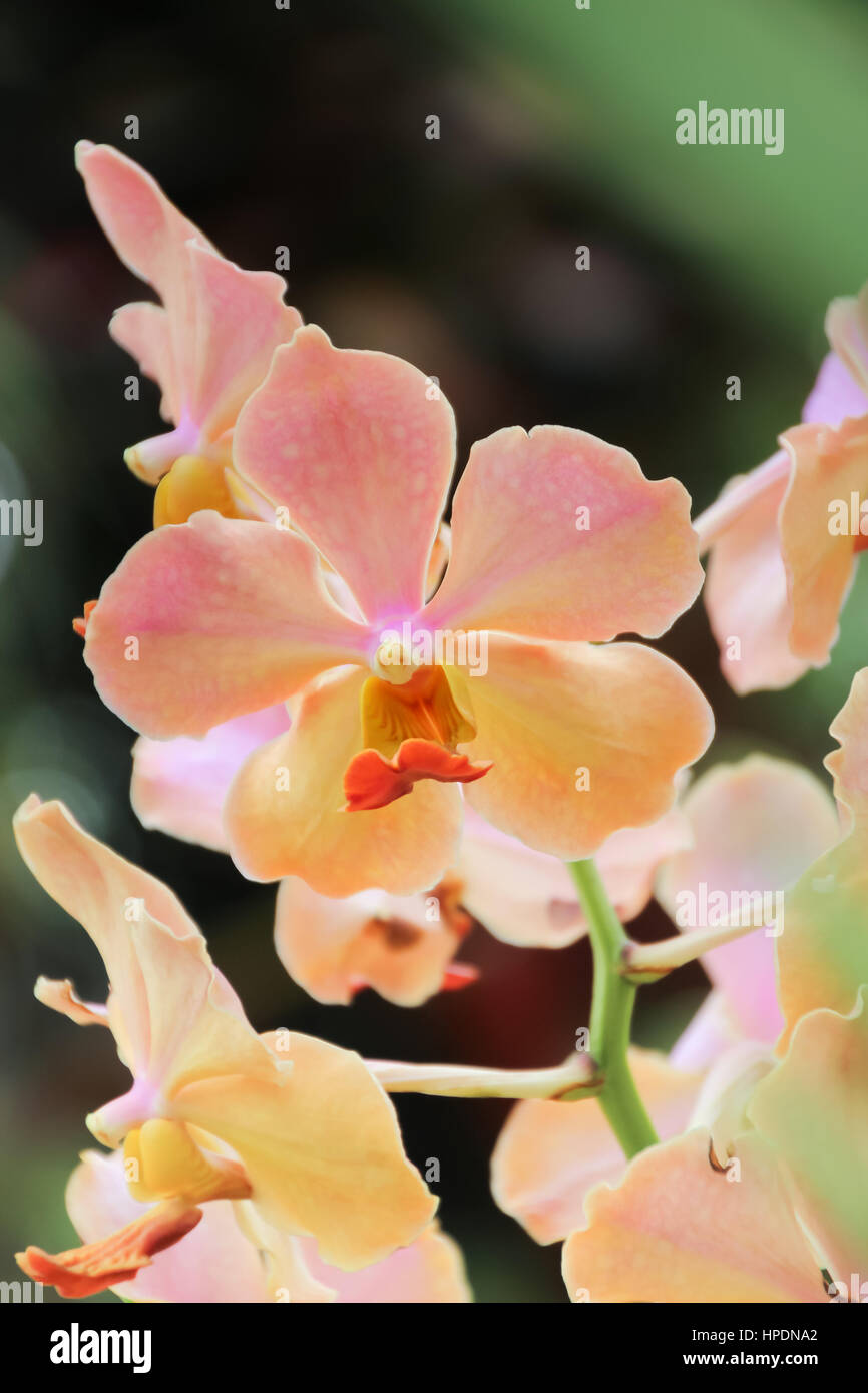 Schöne rosa Orchidee im Garten zugemacht Stockfoto