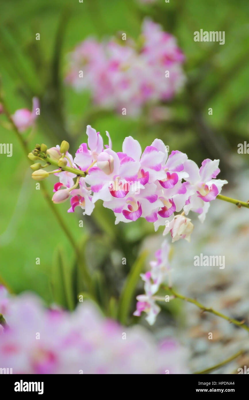 Geschlossen bis schön rosa und weißen Orchideen im Garten Stockfoto