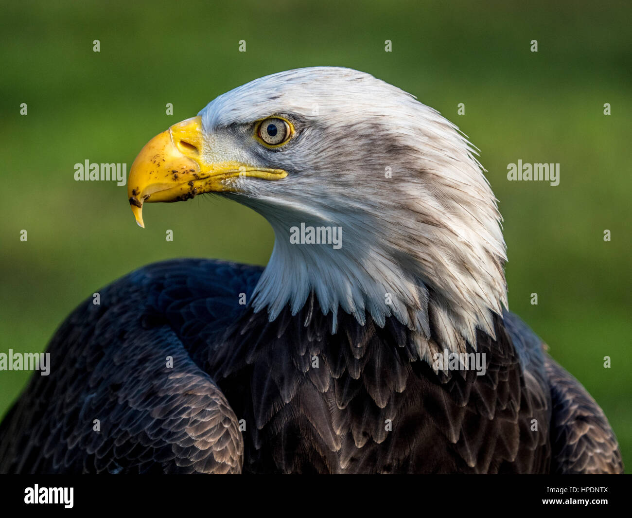 Close up Portrait of American Bald Eagle Kopf Stockfoto