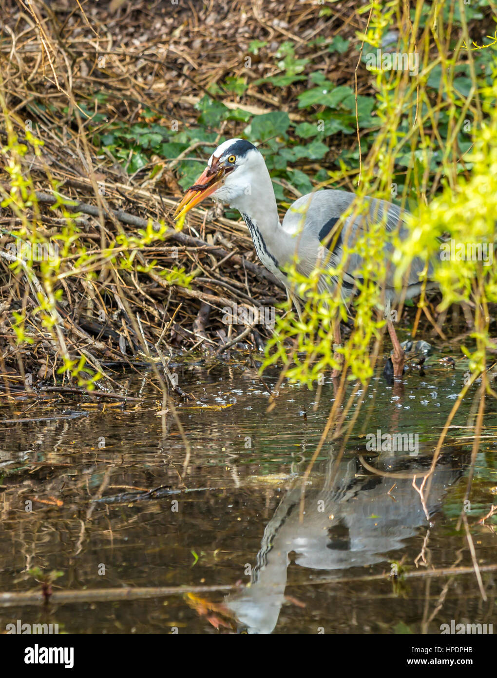 Holländer grau Reiher Jagd und Verzehr von europäischen Grasfrosch Stockfoto