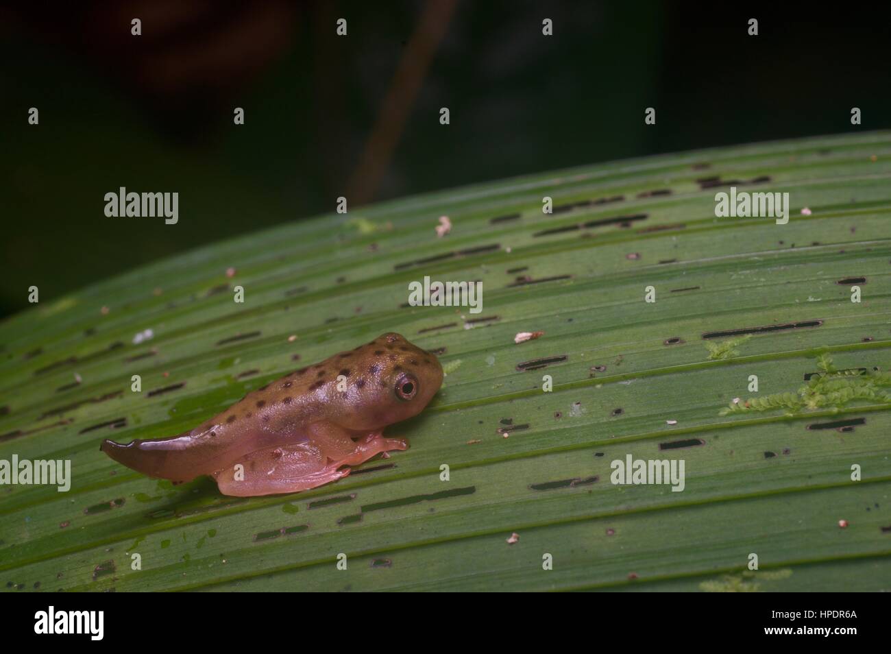 Ein Metamorph Harlekin Flying Frog (Rhacophorus Pardalis) im Regenwald in der Nacht in Kubah Nationalpark, Sarawak, Ost-Malaysia, Borneo Stockfoto