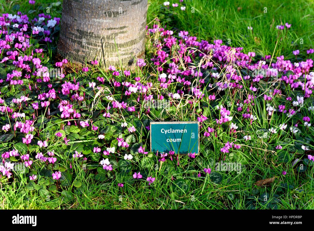 Cyclamen Coum Stockfoto