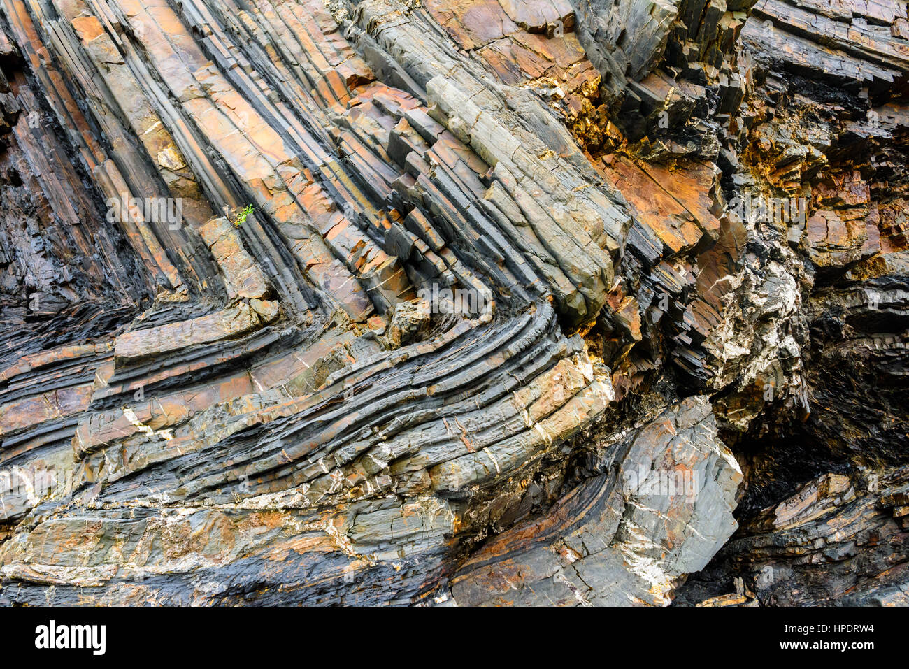 Chevron-Falten in den sedimentären Felsen in den Felsen bei Duckpool auf das Erbe von North Cornwall, England. Stockfoto