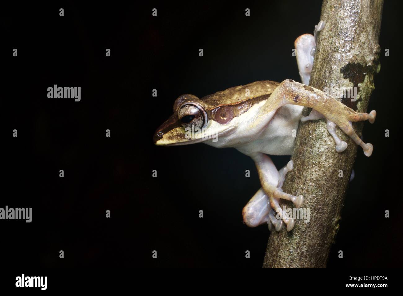 Ein dunkel-Schmuckschildkröte Laubfrosch (Polypedates Macrotis) im Regenwald in der Nacht in Kubah Nationalpark, Sarawak, Ost-Malaysia, Borneo Stockfoto