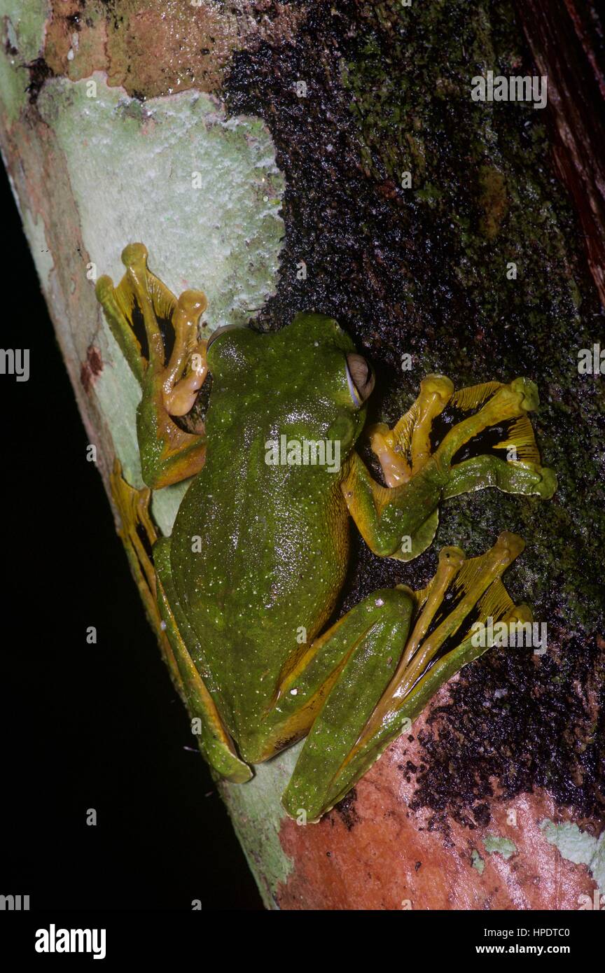 Ein Wallace fliegender Frosch (Rhacophorus Nigropalmatus) im malaysischen Regenwald bei Nacht Stockfoto