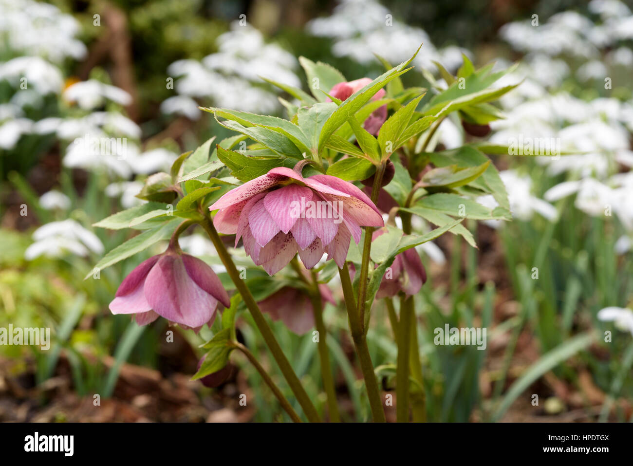Helleborus Orientalis Harvington rosa Stockfoto