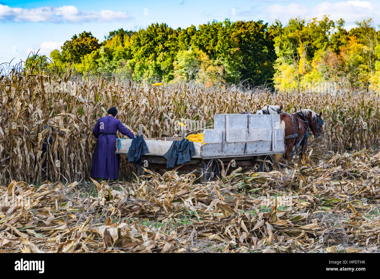 Mais-Ernte in der Nähe von Kidron, Ohio, USA. Stockfoto