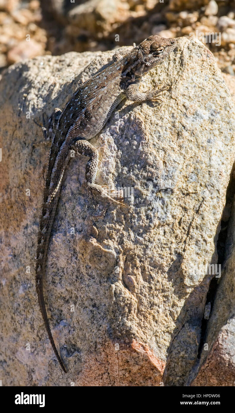 Eine wilde gemeinsame Wüste Seite-blotched Eidechse (Uta Stansburiana) sonnen sich auf einem Felsen. Stockfoto