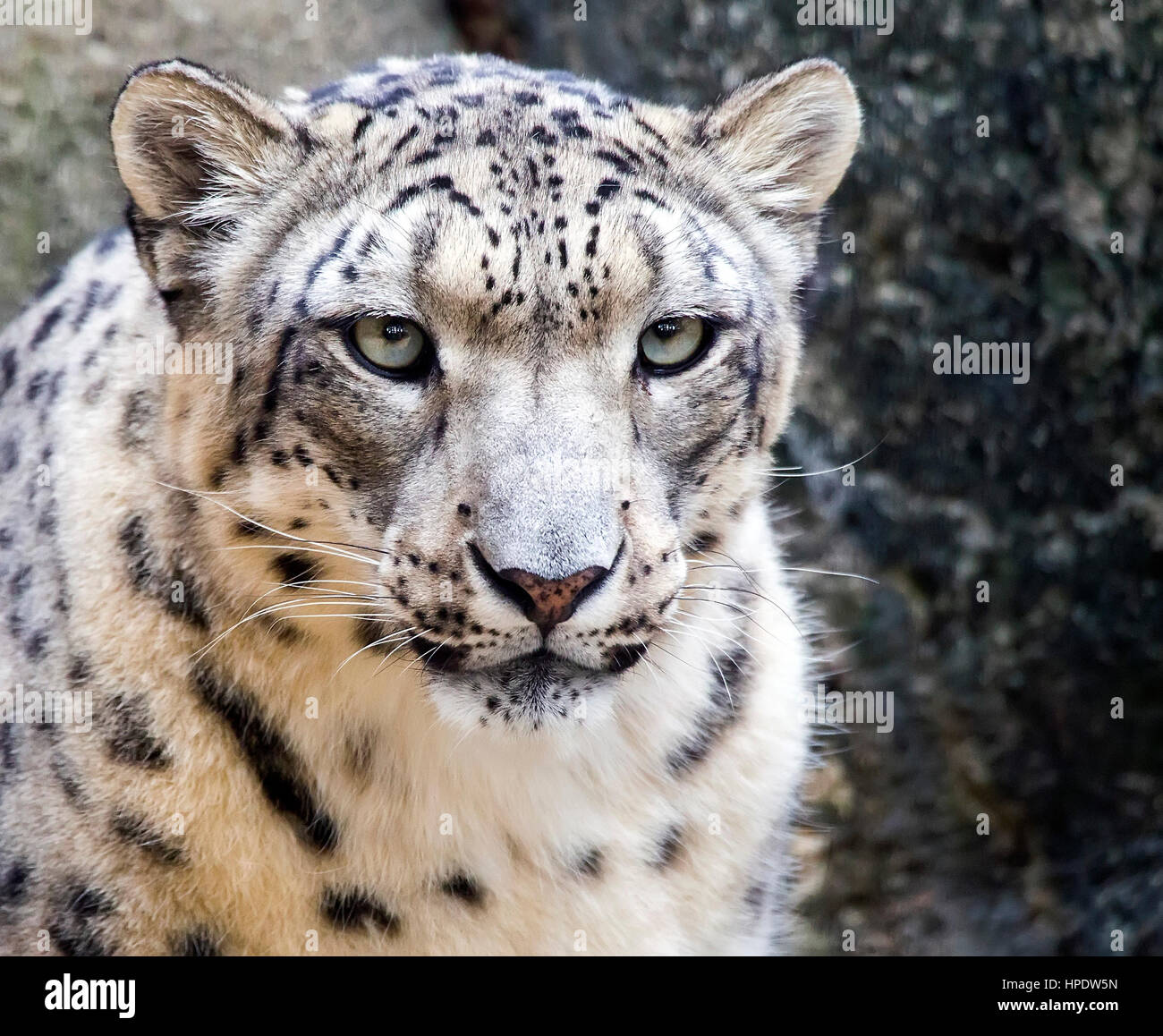 Porträt des Schnee-Leoparden (Panthera Uncia) zu schließen. Stockfoto