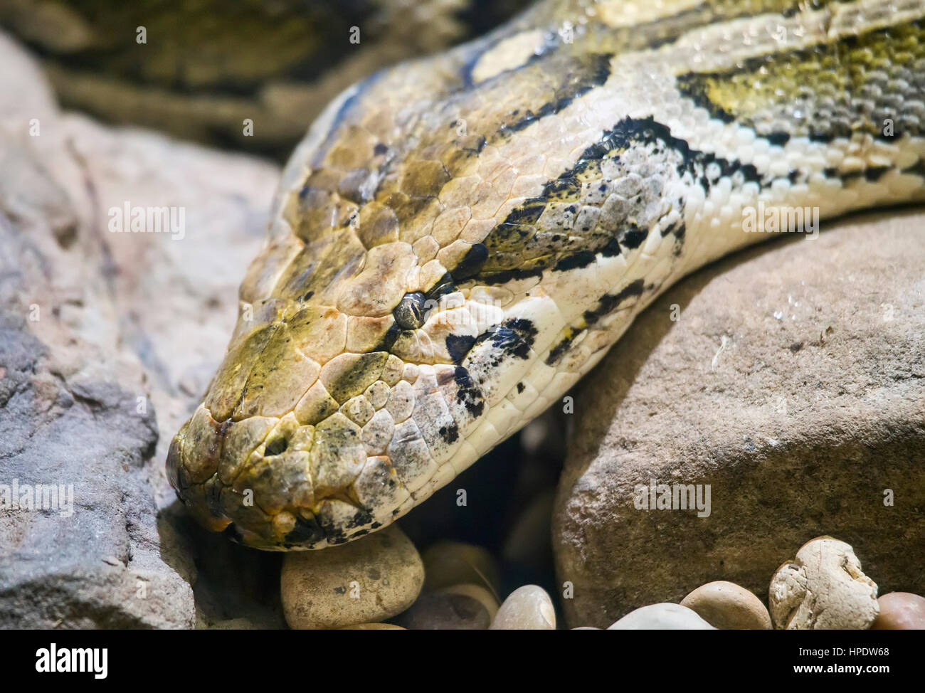 Porträt einer burmesischen Python (Python Bivittatus) Schlange. Stockfoto