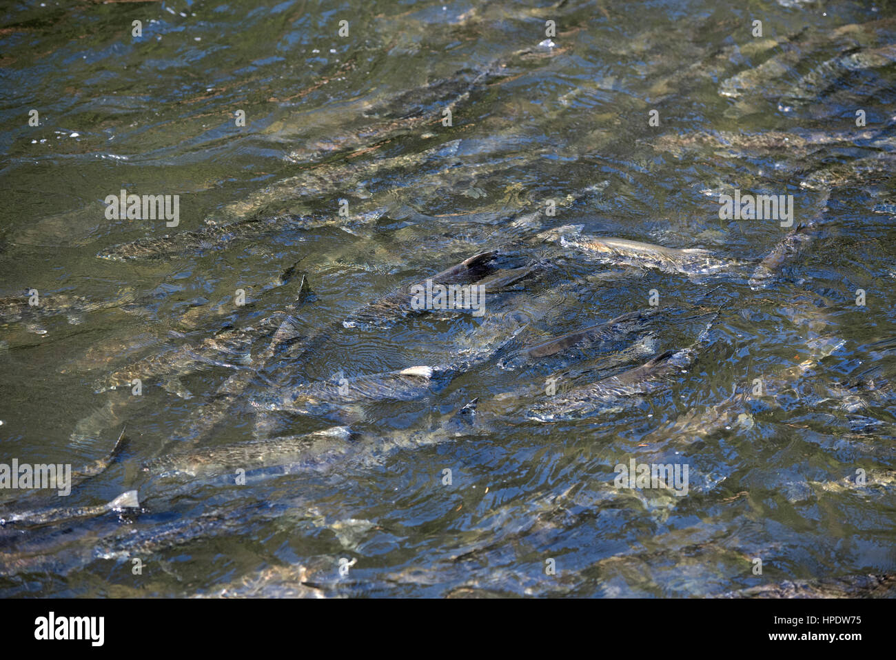 Chum Salmon auf ihrer jährlichen Wanderung der laichen in die Flüsse an der pazifischen Westküste von BC Kanada Stockfoto