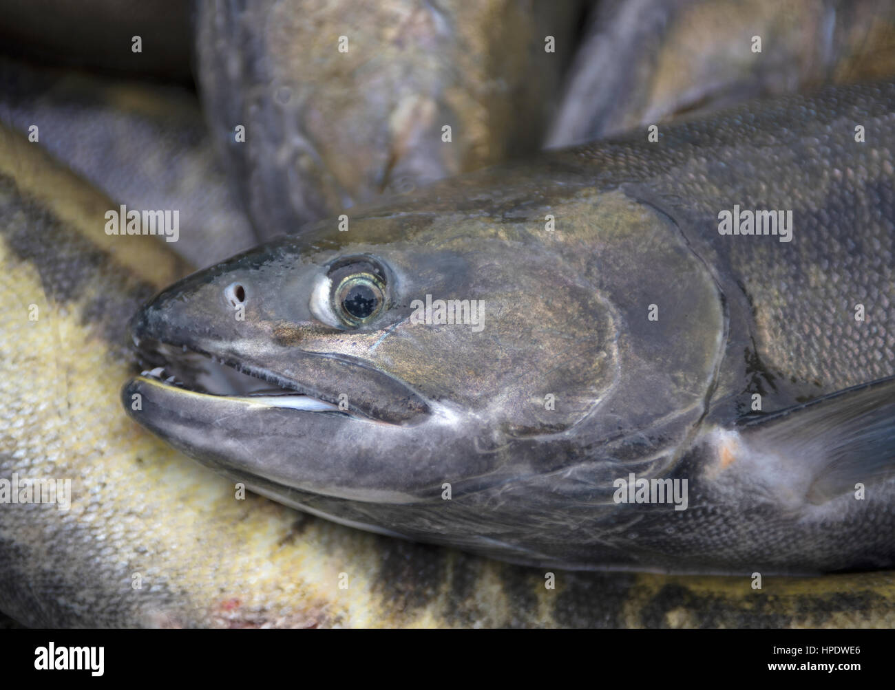 Chum Salmon auf ihrer jährlichen Wanderung der laichen in die Flüsse an der pazifischen Westküste von BC Kanada Stockfoto