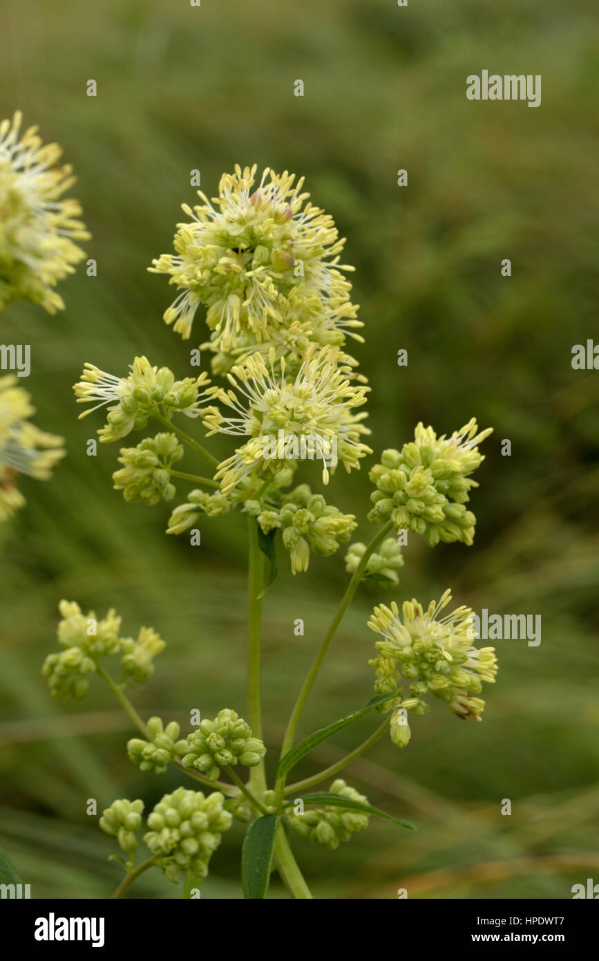 Gemeinsamen Wiesenraute Thalictrum flavum Stockfoto