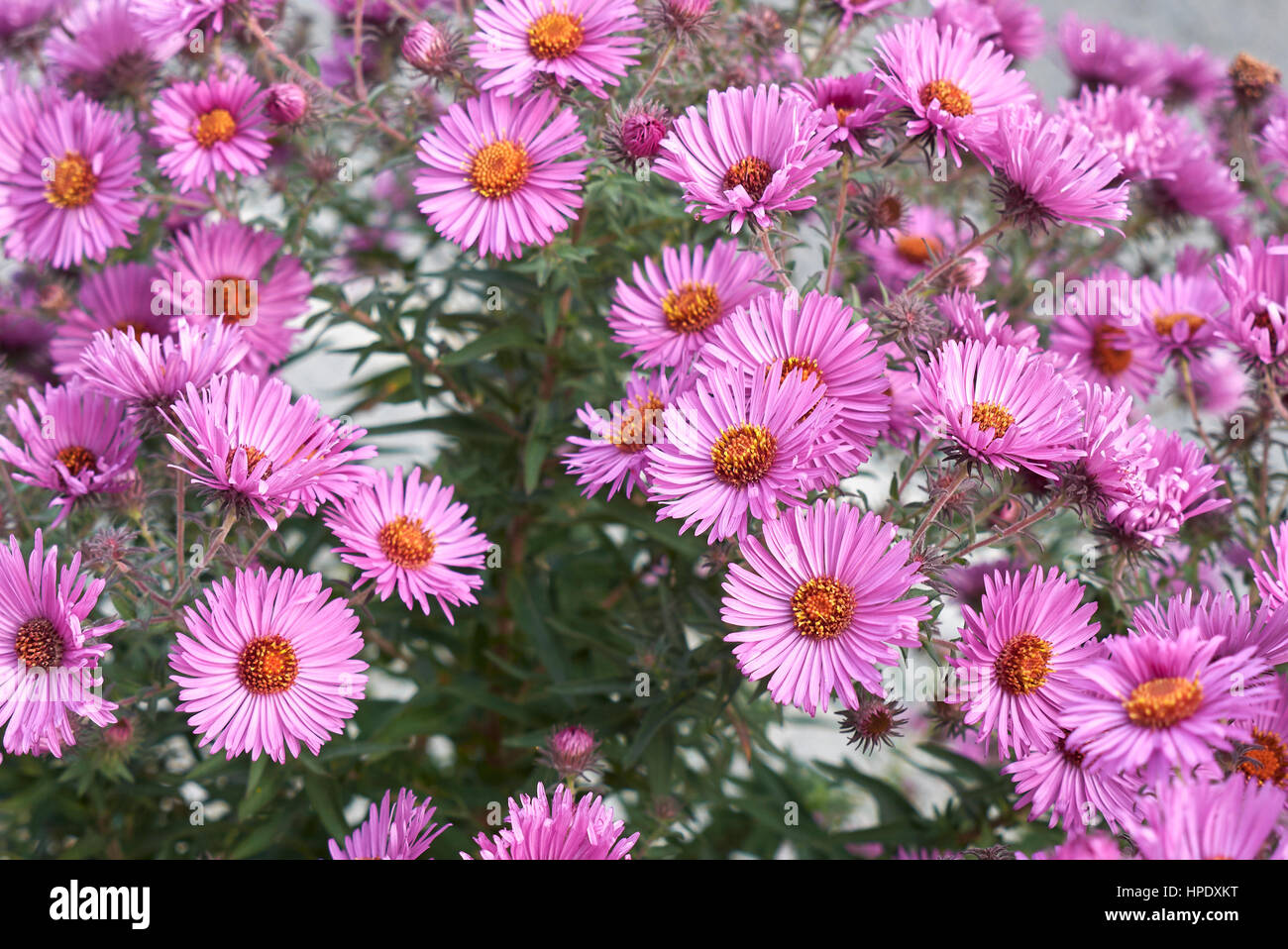 Neubelgische aster Fotos und Bildmaterial in hoher Auflösung Seite