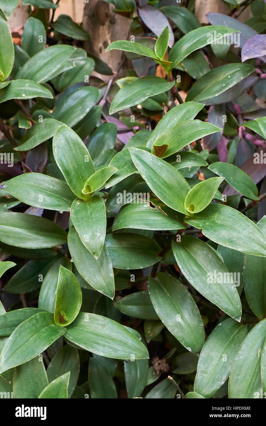 verschiedene tradescantia Stockfoto