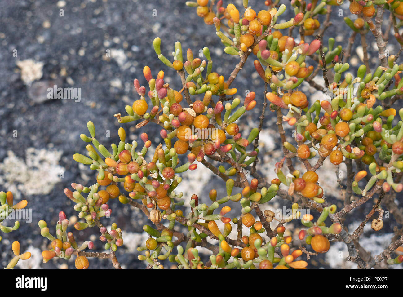 Zygophyllum fontanesii Stockfoto