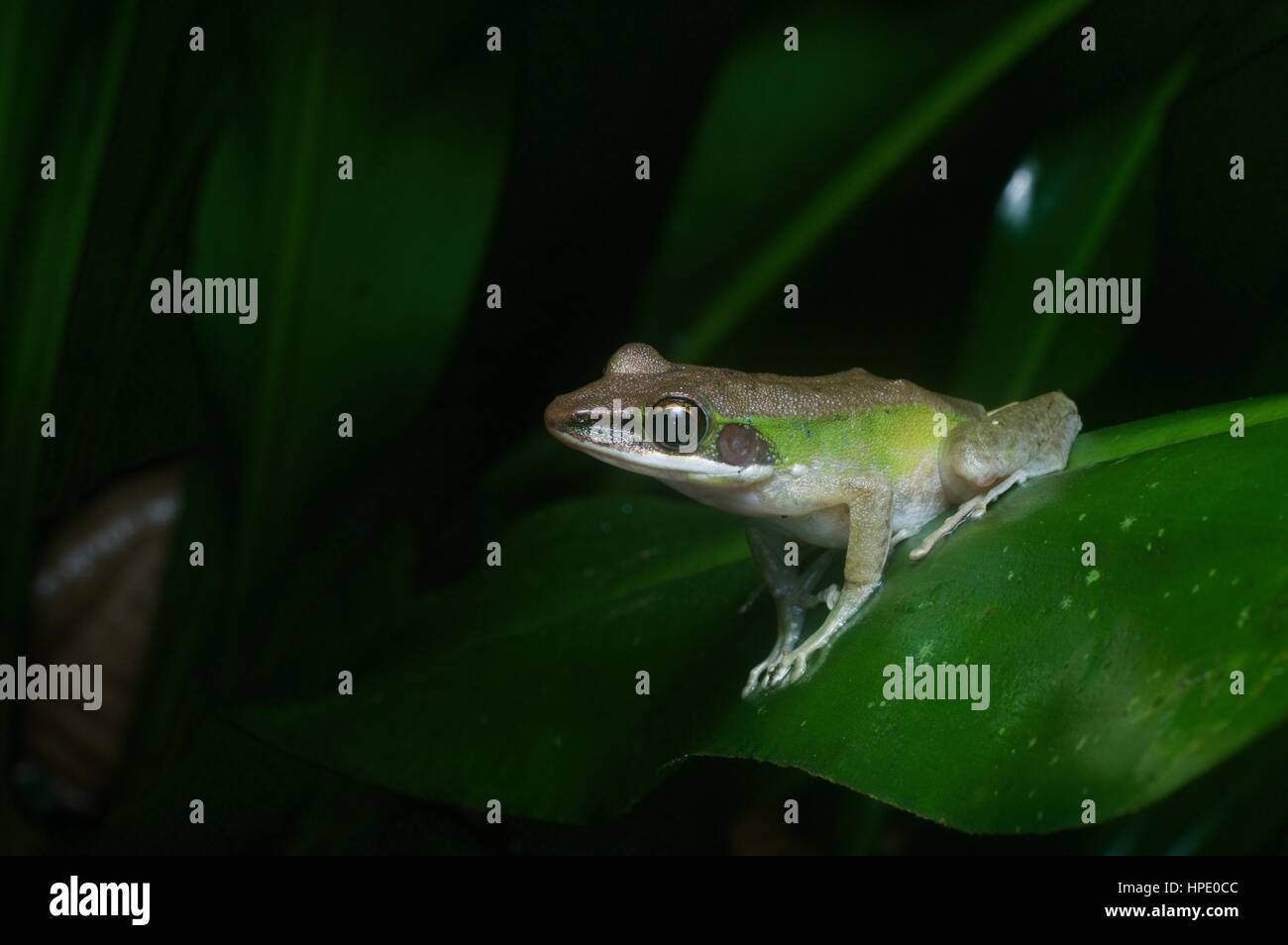 Weißlippen-Frosch (Chalcorana Labialis) auf einem Blatt in der Nacht im Regenwald in Ulu Yam, Selangor, Malaysia Stockfoto