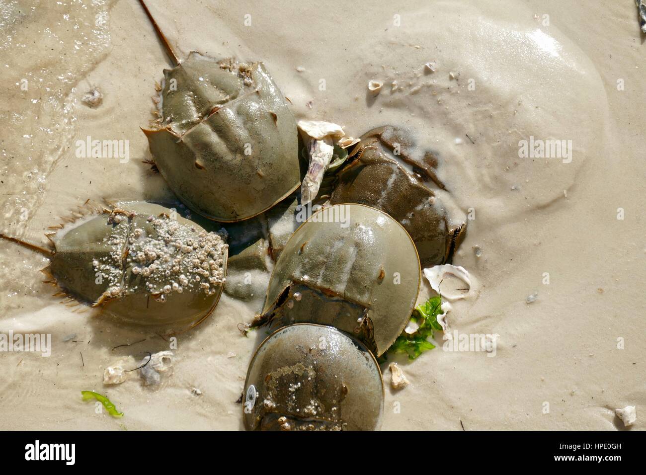 Haufen Horseshoe Krabben (Limulus polythemus), Paarungssaison, an der Golfküste bei Cedar Key, Florida, USA. Eine mit Seepocken auf dem Rücken. Stockfoto