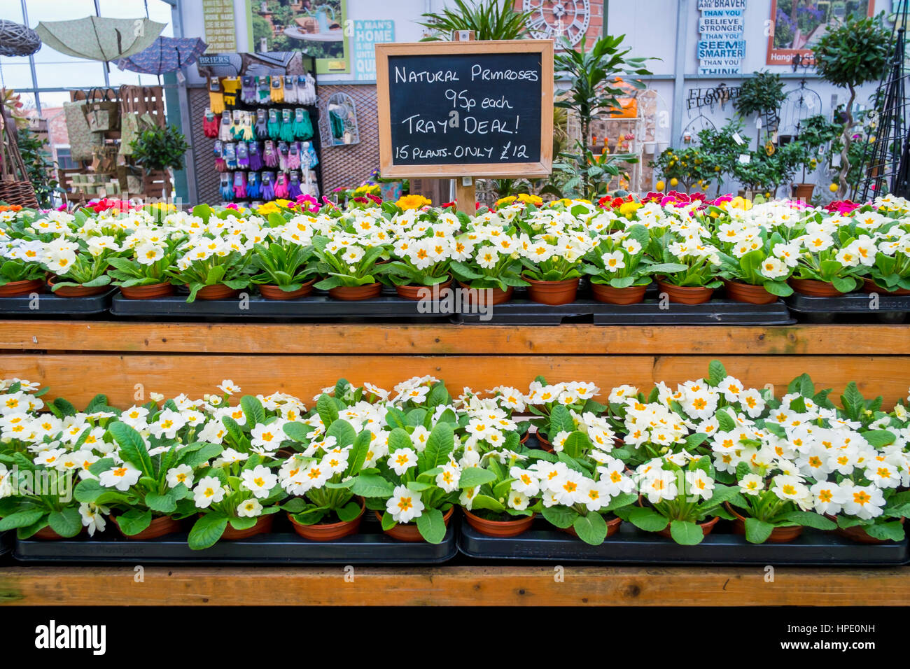 Gartencenter Anzeige der weiße Primeln zum Verkauf als Beetpflanzen für Label zeigt Preise Pflanzung im Frühjahr Stockfoto