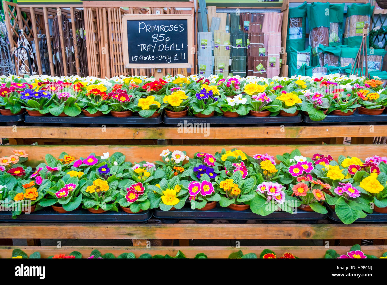 Gartencenter Anzeigen des multi-Coloured Primeln zum Verkauf als Beetpflanzen für Label zeigt Preise Pflanzung im Frühjahr Stockfoto