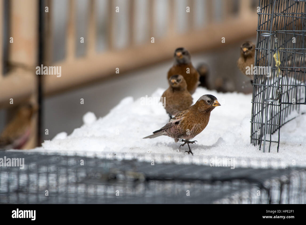 Brown-capped Rosy-Finken Eintritt in eine Falle.  Sandia Crest, New Mexico, USA. Stockfoto