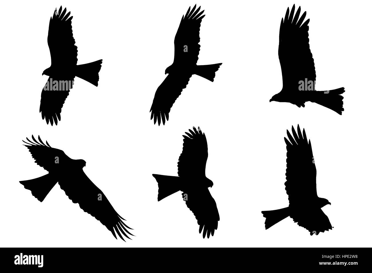 Silhouette der Eagles - Schwarzmilan Stockfoto