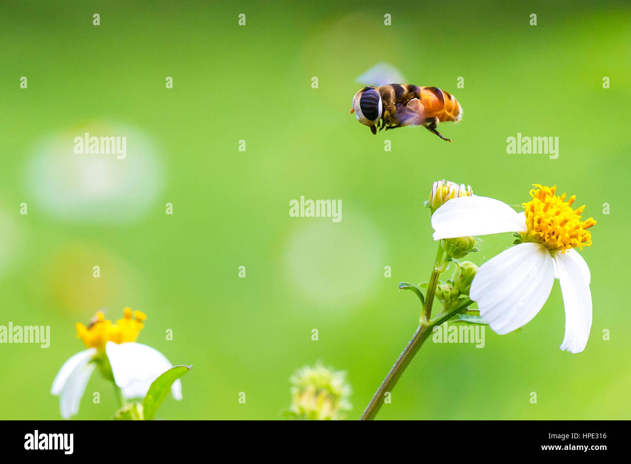 Tridax Breite Schild Hoverfly fliegen mit grünem Hintergrund Stockfoto
