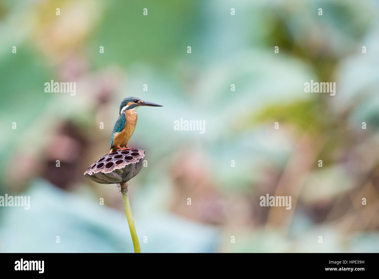 Gemeinsamen Kingfisher stehend auf lotus Stockfoto