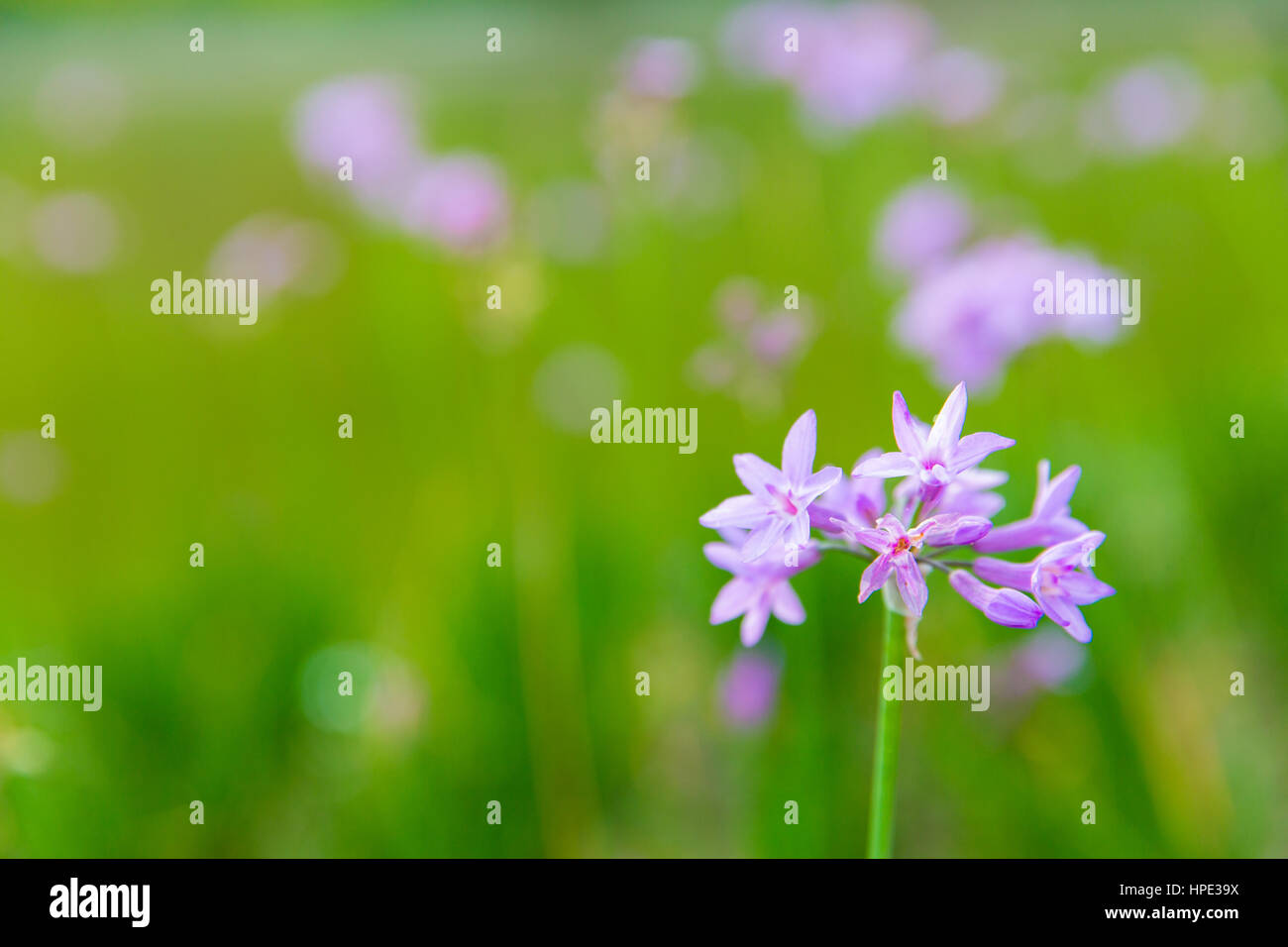 Violette Blüten mit grünem Hintergrund Stockfoto