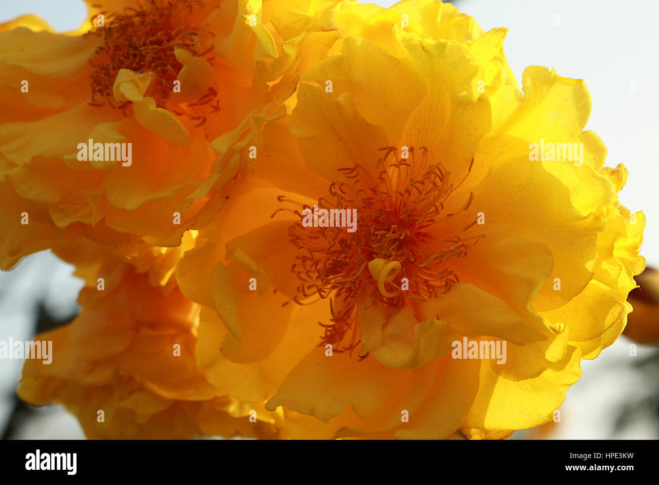 Große gelbe Blume Stockfoto