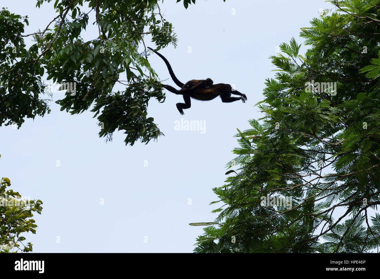 Jaguaren Brüllaffen, Alouatta Palliata, springen von Baum zu Baum im Regenwald von Costa Rica in der Nähe von Tortuguero.  Diese Mutter trägt ihr baby Stockfoto