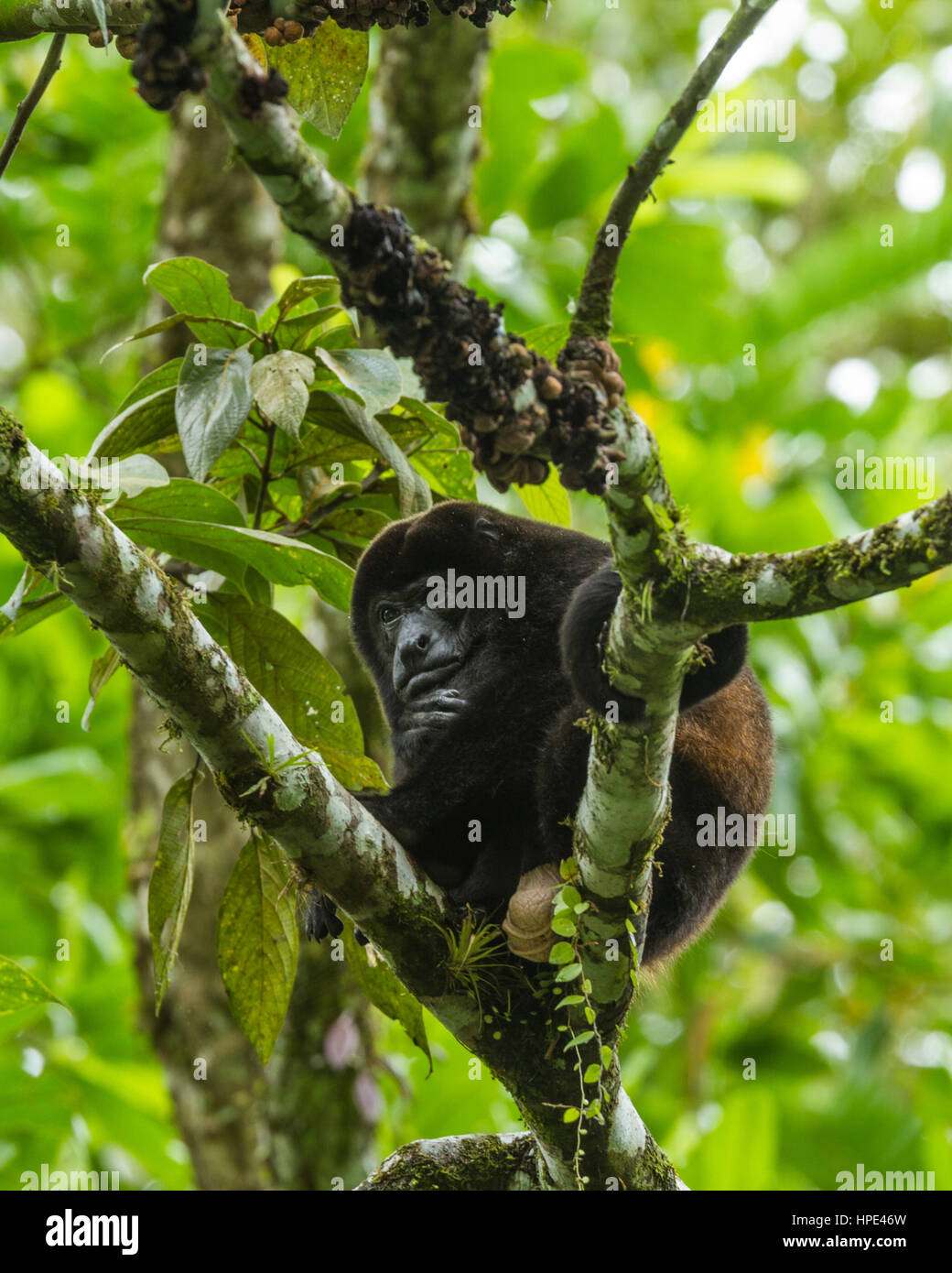 Jaguaren Brüllaffen, Alouatta Palliata, in einem Baum im Regenwald von Costa Rica.  Dies ist die größte Art der Affe in der neuen Welt. Stockfoto