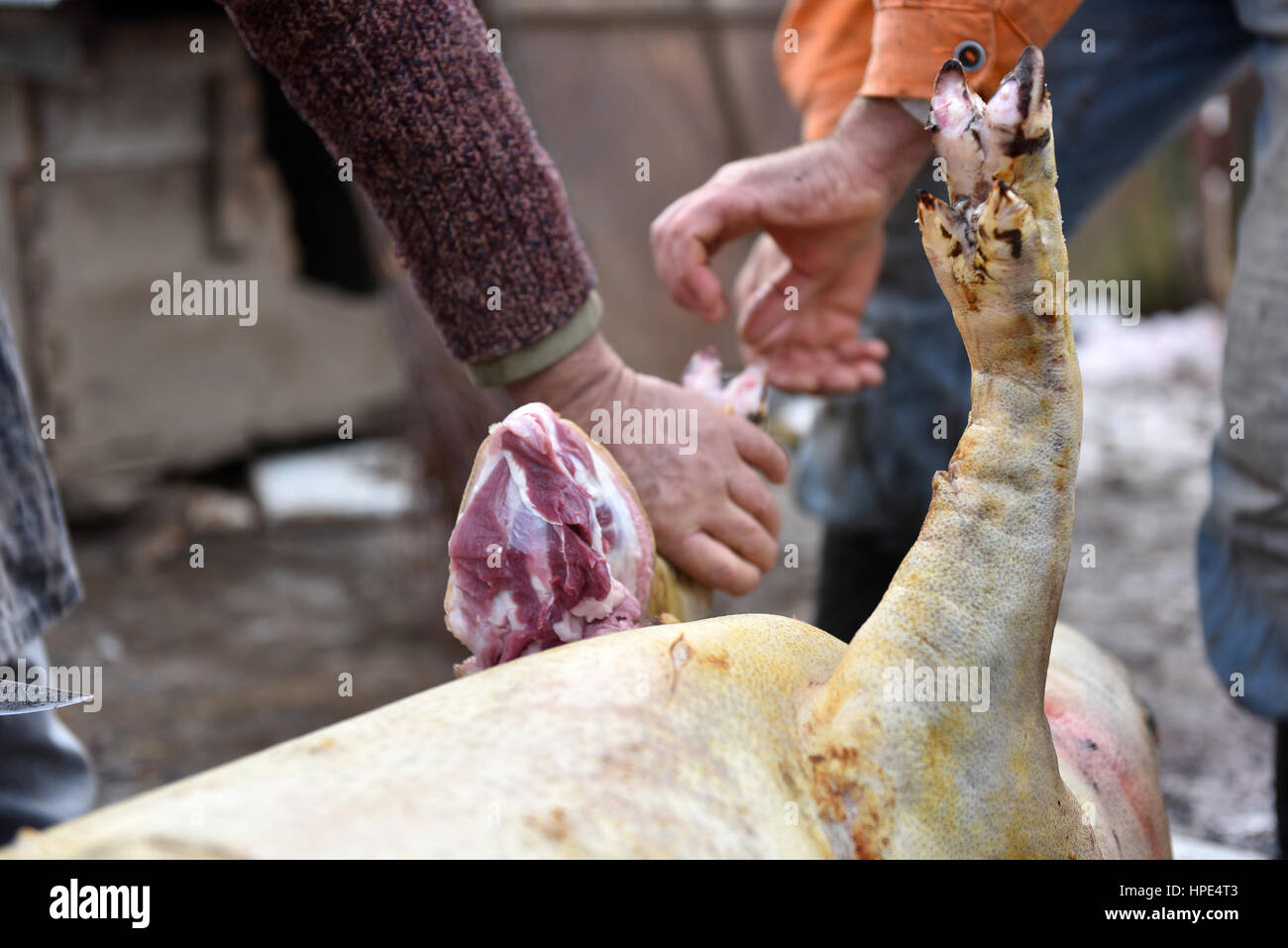 Schlächter schneidet die Beine des geschlachteten Schweines Stockfoto