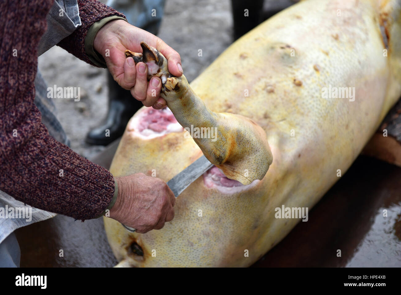 Schlächter schneidet die Beine des geschlachteten Schweines Stockfoto