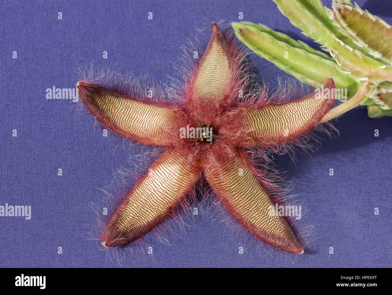 Aas kaktus -Fotos und -Bildmaterial in hoher Auflsung  Alamy