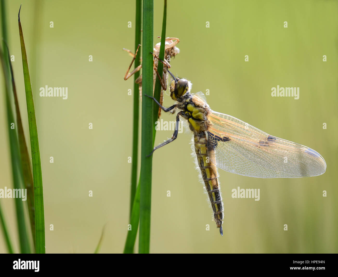 Libelle hängen seine Flügel zwischen dem Rasen mit seiner alten Haut noch darüber trocknen Stockfoto