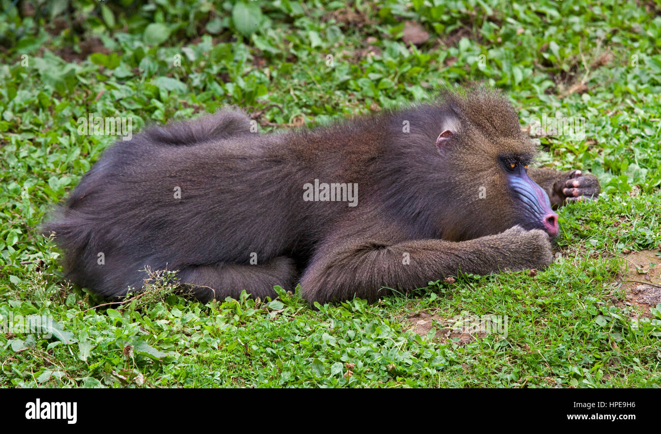 Mandrill (Mandrillus Sphinx) Stockfoto