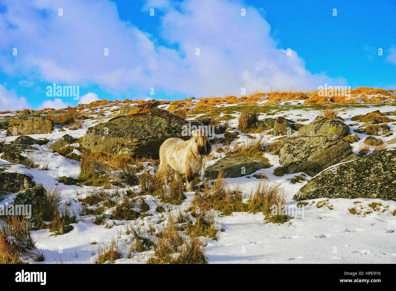 Dartmoor pony in winter snow Fotos und Bildmaterial in hoher
