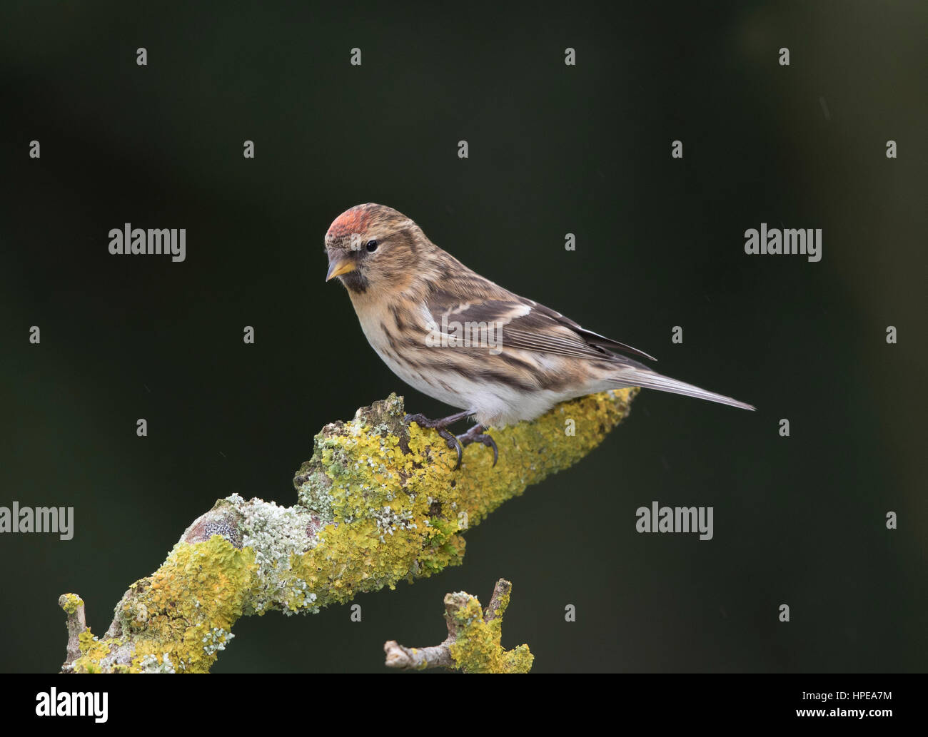 Redpoll (Zuchtjahr Flammea) auf eine Flechte bedeckt stumpf im Winter, Wales, 2017 Stockfoto