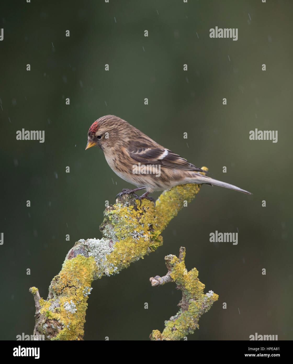 Redpoll (Zuchtjahr Flammea) auf eine Flechte bedeckt stumpf im Winter, Wales, 2017 Stockfoto