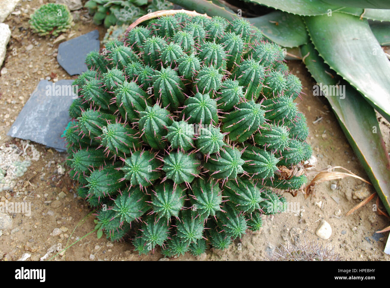 Nadelkissen Euphorbien (Euphorbia Aggregata) Kaktus aus Südafrika. Stockfoto