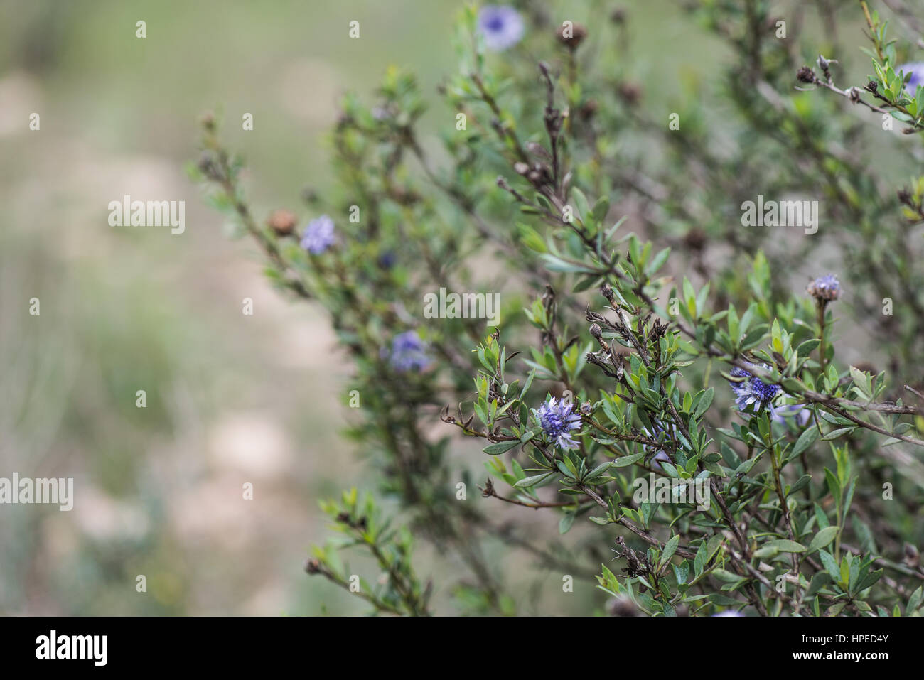 Feine spanische Frühling Blumen blühen mit soft focus Stockfoto