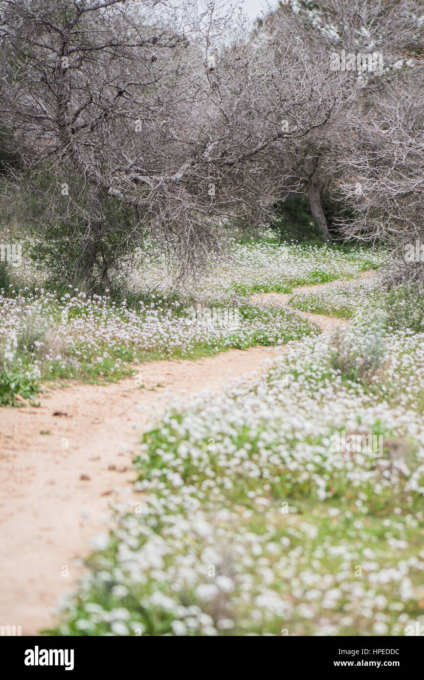 Weg zwischen zarten weißen Blüten Frühling, gehen Sie in Richtung Zukunft Stockfoto