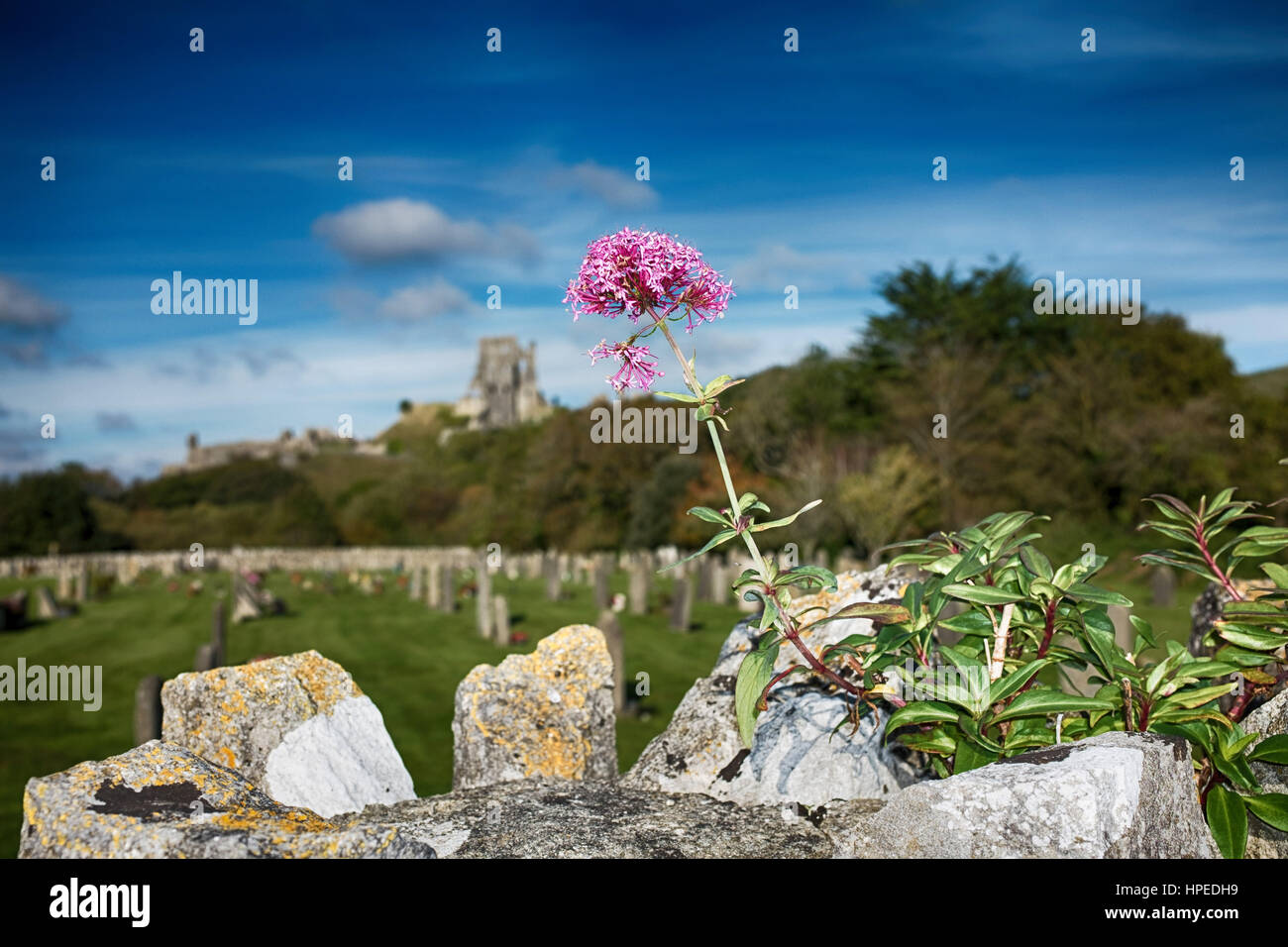 Friedhof Blume Stockfoto