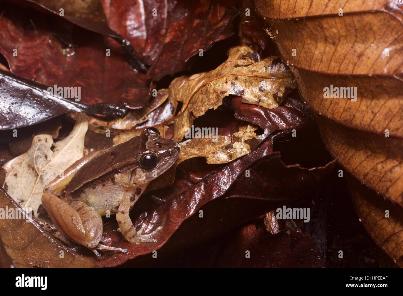 Eine glatte Guardian Frosch (Limnonectes Palavanensis) in den Regenwald Blattsänfte auf Kubah Nationalpark, Sarawak, Ost-Malaysia, Borneo Stockfoto