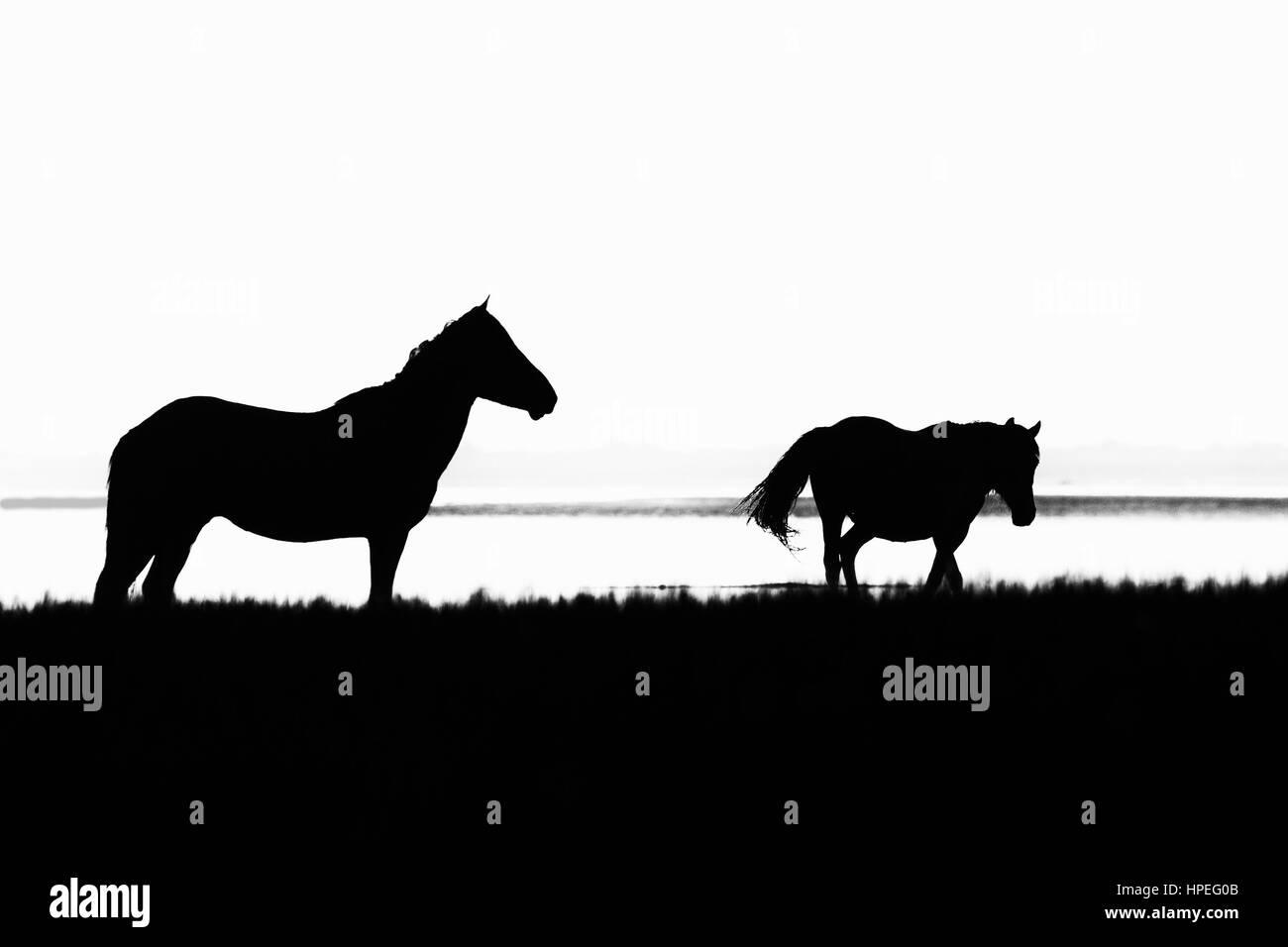 Zwei wilde Pferde auf Shackleford Banken, NC Stockfoto