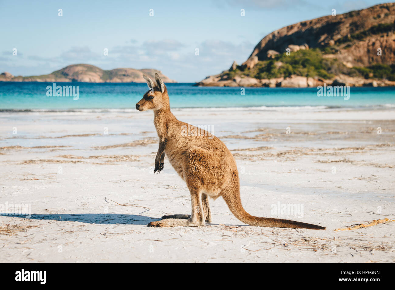 Känguru im Lucky Bay im Cape Range National Park in der Nähe von Esperance, Western Australia Stockfoto