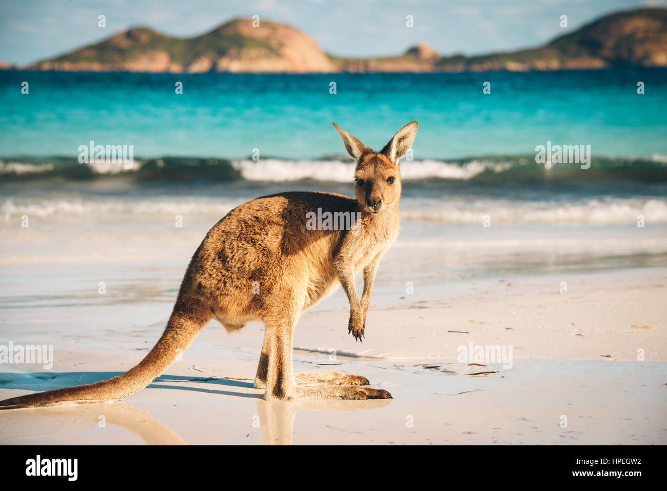 Känguru im Lucky Bay im Cape Range National Park in der Nähe von Esperance, Western Australia Stockfoto