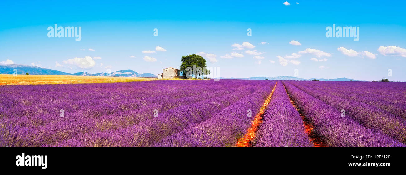 Lavendel Blumen blühen, Feld, Weizen, Haus und einsame Baum. Panorama-Blick. Plateau de Valensole, Provence, Frankreich, Europa. Stockfoto